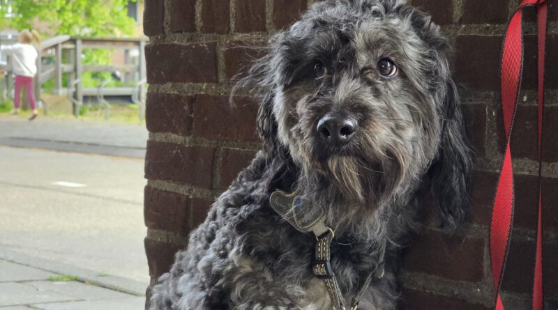 Hond urenlang vergeten bij supermarkt in Hoorn